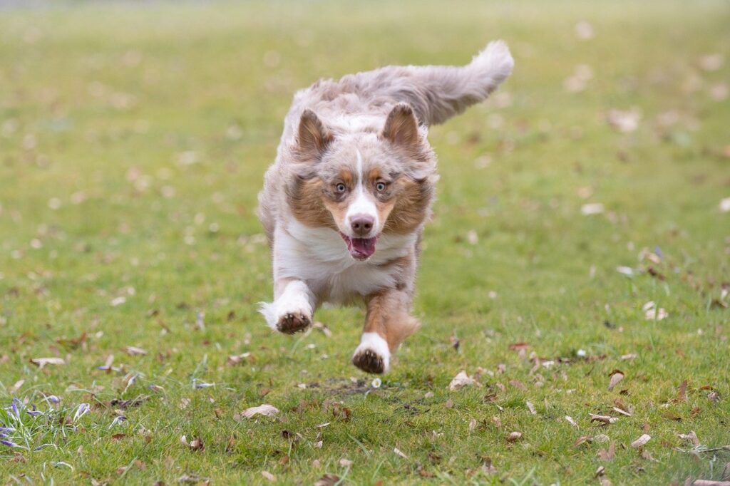happy doggo running towards you